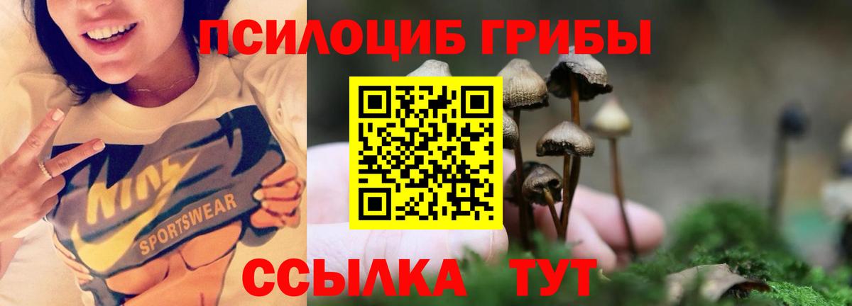 Псилоцибиновые грибы Psilocybe Кисловодск